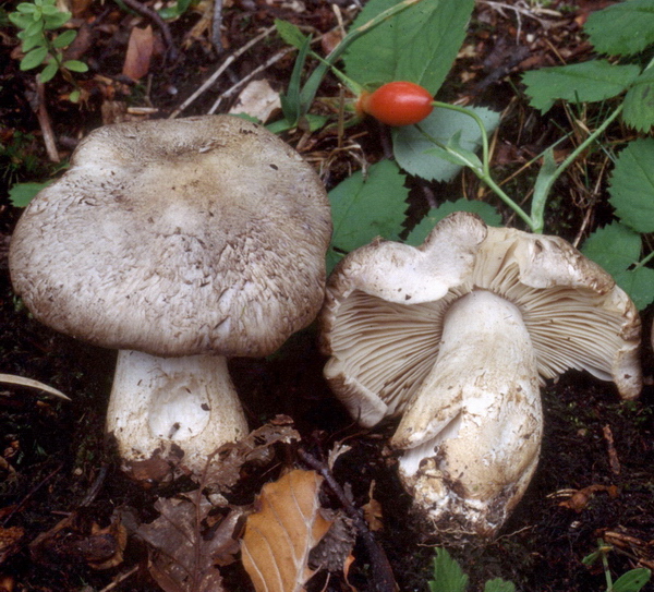 Tricholoma filamentosum o Tricholoma pardinum v filamentosum